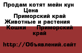 Продам котят мейн кун  › Цена ­ 5 000 - Приморский край Животные и растения » Кошки   . Приморский край